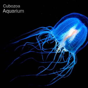 Cubozoa - Aquarium (2016)